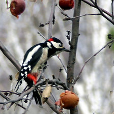 Схема вышивки «дятел с яблоком»