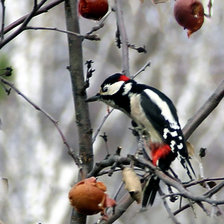 Схема вышивки «№609437»