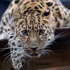 Схема вышивки «охотник»