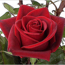 Схема вышивки «роза»