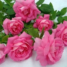 Схема вышивки «розы»