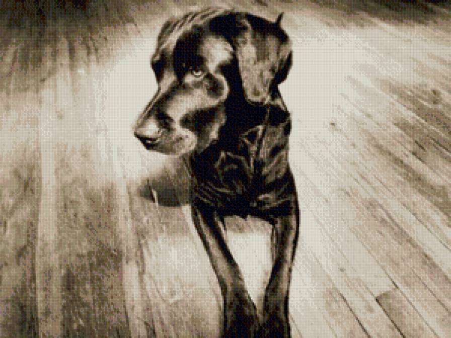 пёс - предпросмотр