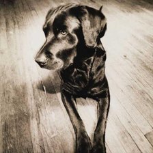 Схема вышивки «пёс»