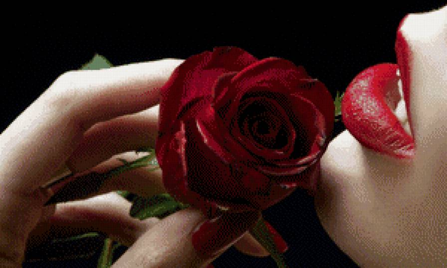 rose - предпросмотр