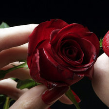 Схема вышивки «rose»