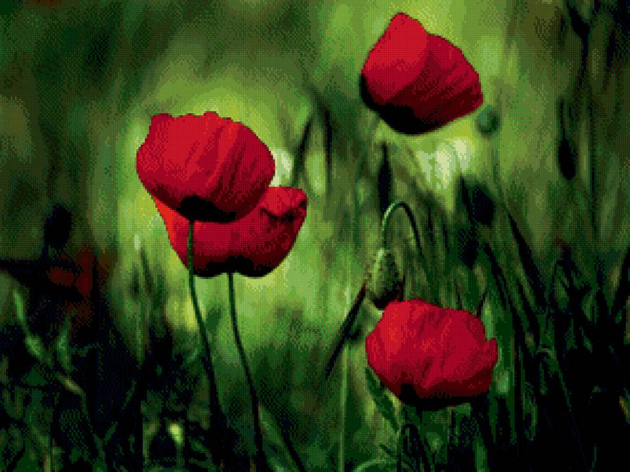 Маки - маки, цветы - предпросмотр