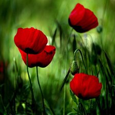 Схема вышивки «Маки»