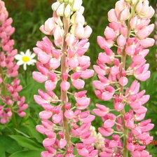 Схема вышивки «цветы на даче»