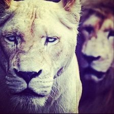 Схема вышивки «Львица»