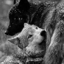 Схема вышивки «пара»