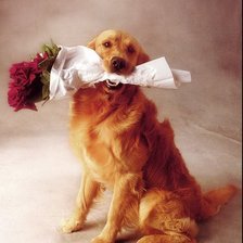 Схема вышивки «собака с цветами»