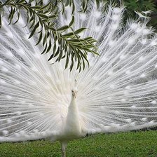 Схема вышивки «павлин»