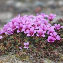 Схема вышивки «камнеломка»
