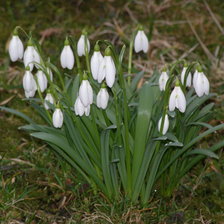 ПІДСНІЖНИКИ