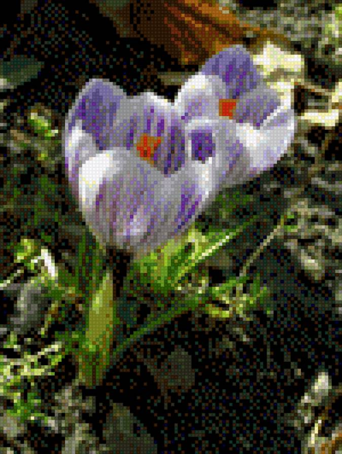 КРОКУС 2 - квіти - предпросмотр