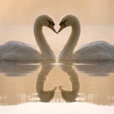 Схема вышивки «лебединая верность»