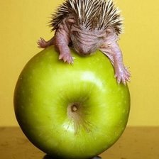 Схема вышивки «Ежик=)»