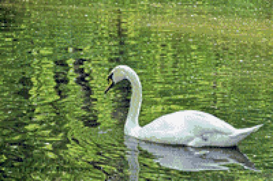 лебедь - лебеди - предпросмотр