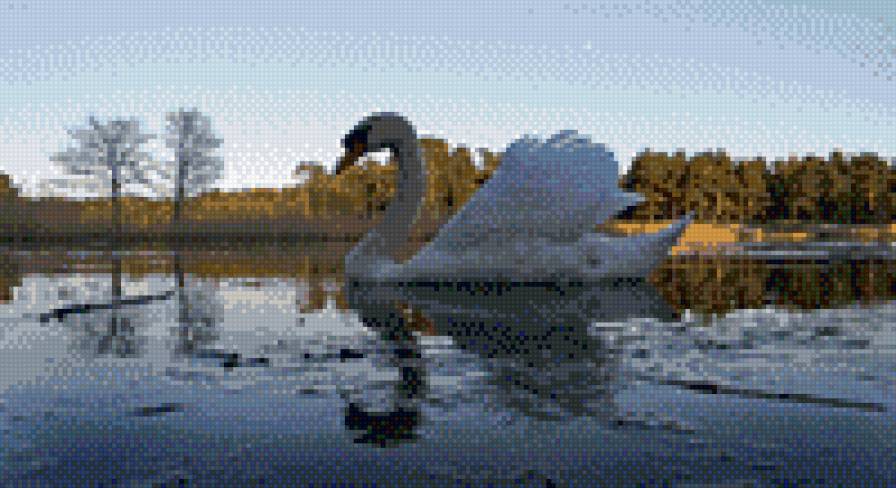 лебедь - лебеди - предпросмотр