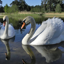 Схема вышивки «лебеди»