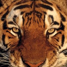 Схема вышивки «тигр»