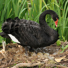 черный лебедь