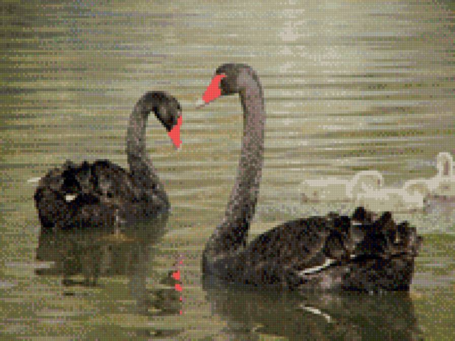 черные лебеди - лебеди - предпросмотр