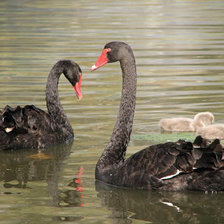 черные лебеди