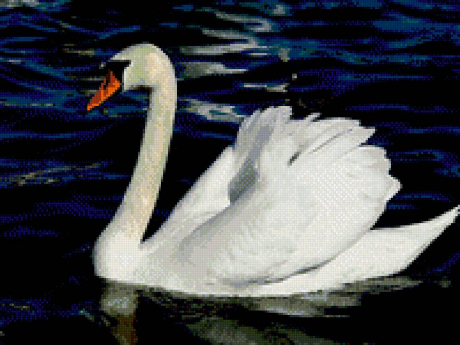 лебедь - лебеди - предпросмотр