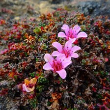 Схема вышивки «№610549»