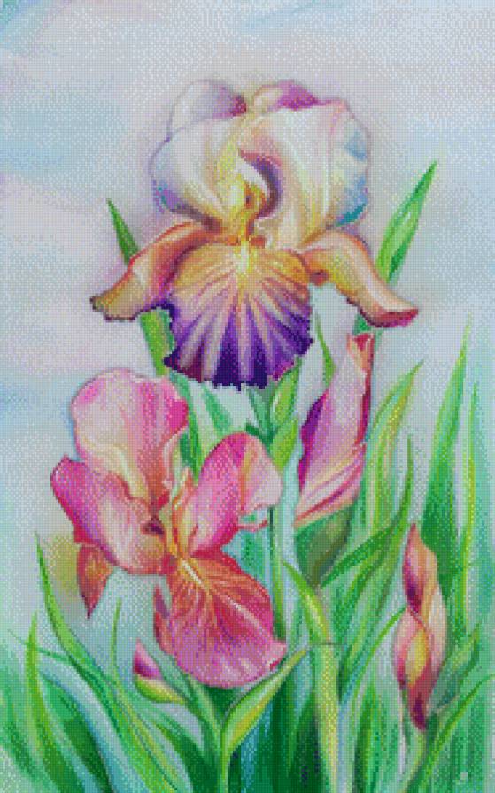 Ирисы - цветы, ирисы, акварель, живопись - предпросмотр