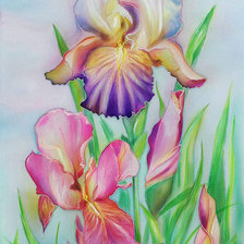 Схема вышивки «Ирисы»