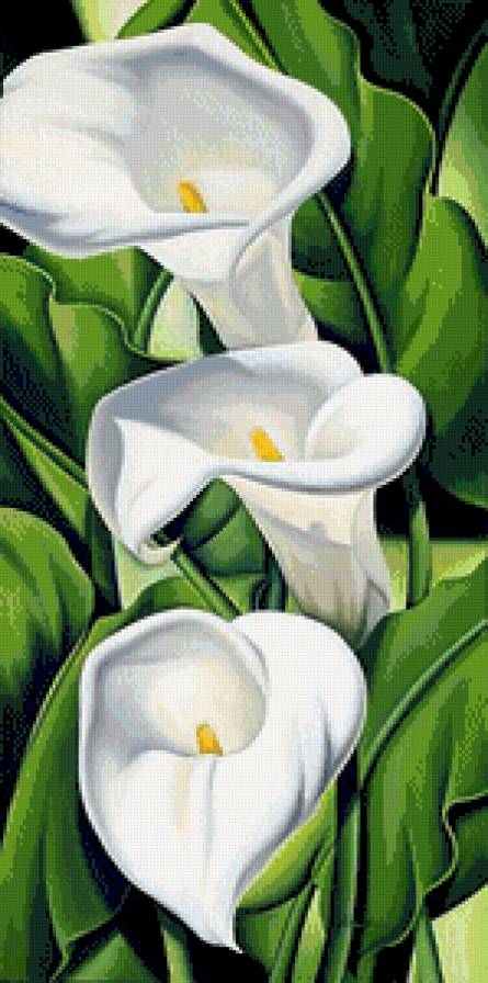 калы - картина цветы - предпросмотр