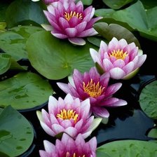 Схема вышивки «лилии»