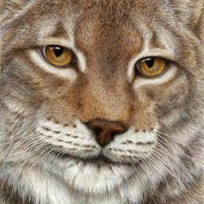 Схема вышивки «cat»