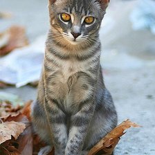 Схема вышивки «cat2»