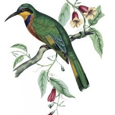 Схема вышивки «Птица на ветке»