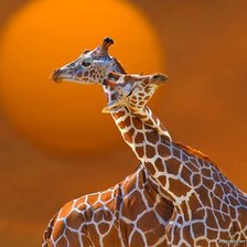 Схема вышивки «Жирафы 1»