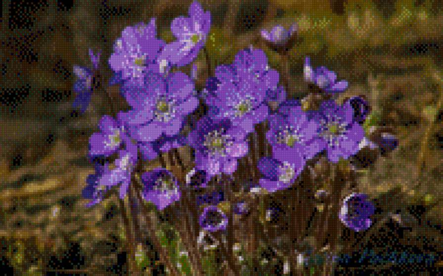 ПРОЛІСКИ - квіти - предпросмотр