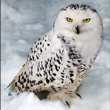 Схема вышивки «Полярная сова»