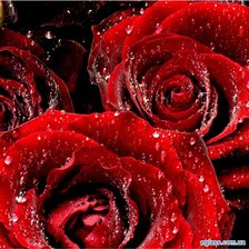 Схема вышивки «розы в росе»