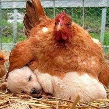 необычный цыпленок