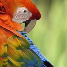 Схема вышивки «попугай»