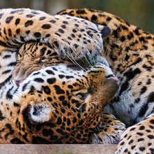 Схема вышивки «леопарды»