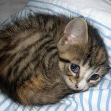 Схема вышивки «Котенок»