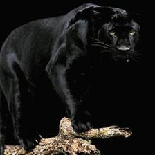 Схема вышивки «пантера»