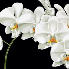 Схема вышивки «№611444»