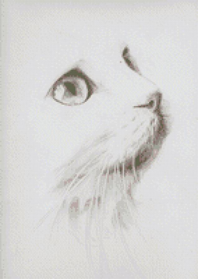 Взгляд - монохром, кошка, взгляд, коты, животные - предпросмотр