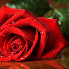 Схема вышивки «Кровавая роза»