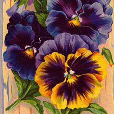 Схема вышивки «Анютины глазки»